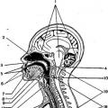 Анатомо-физиологические механизмы речи